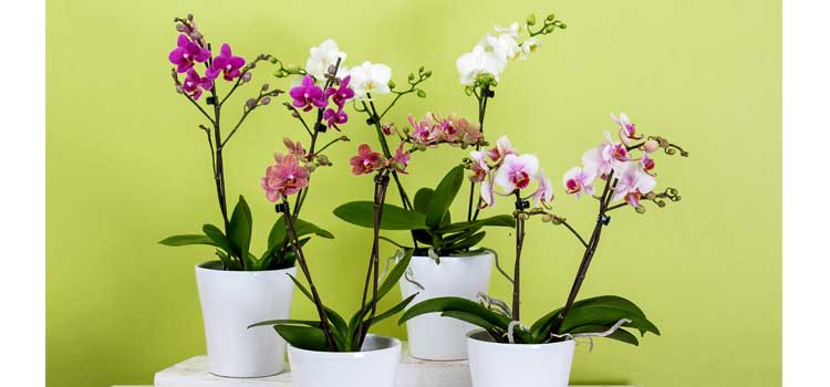 arreglos florales orquideas artificiales