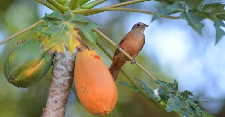 Beneficios de las hojas de papaya