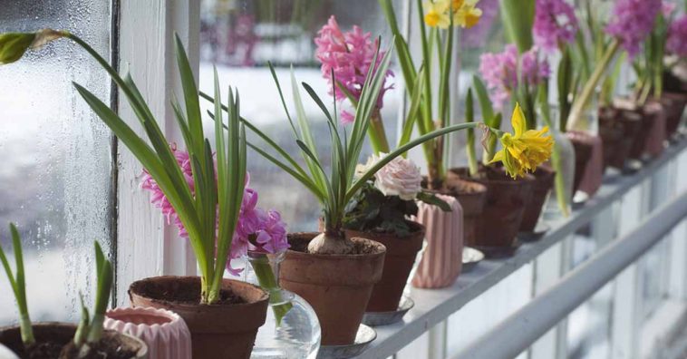 Cómo regar las plantas en vacaciones