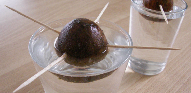 cultivar aguacate sembrar semilla