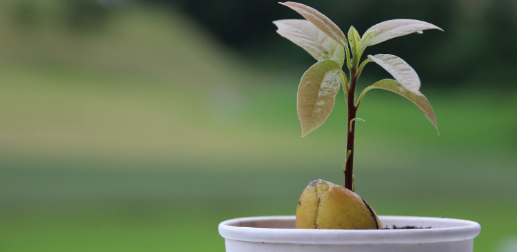 Transplantar la planta cultivar aguacate