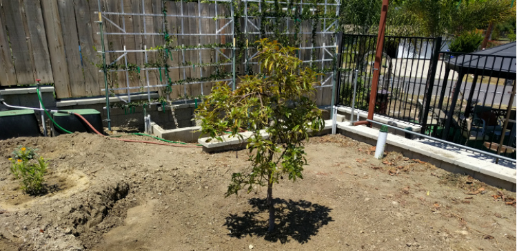 cultivar aguacate transplante final