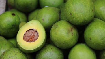 cultivar aguacate