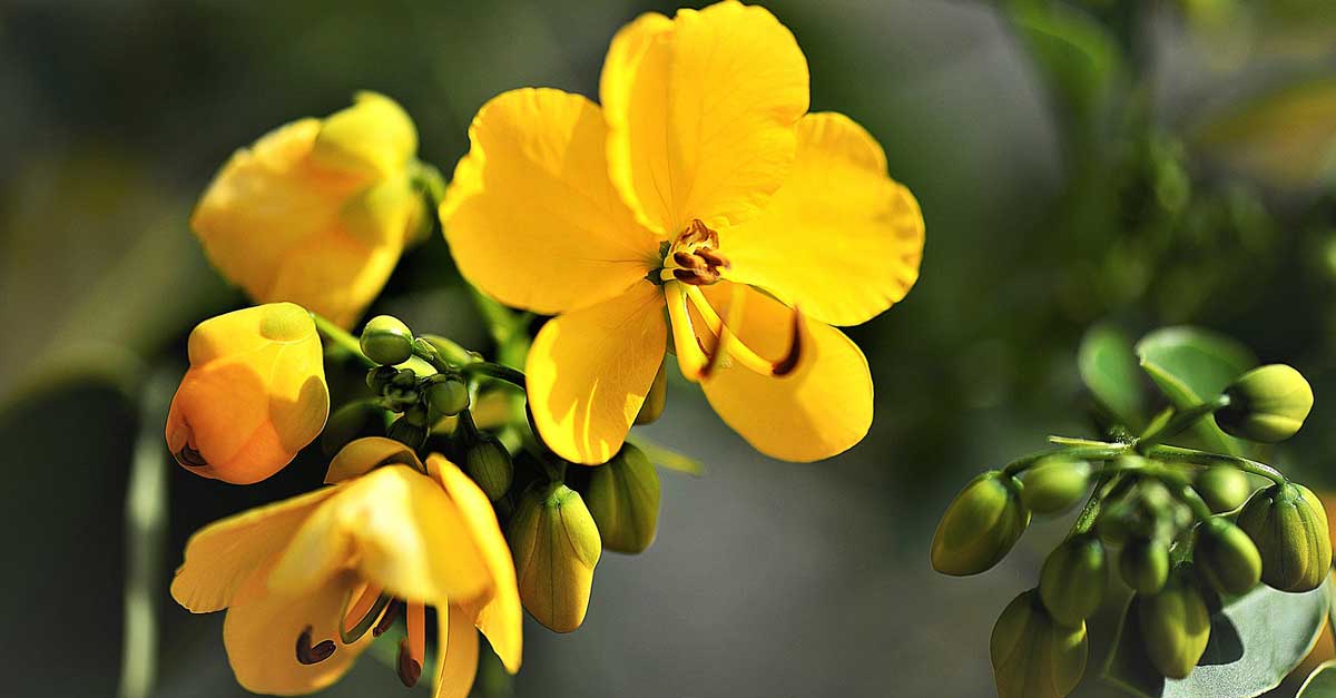 Hojas de sen un aliado de cuidado contra el estreñimiento