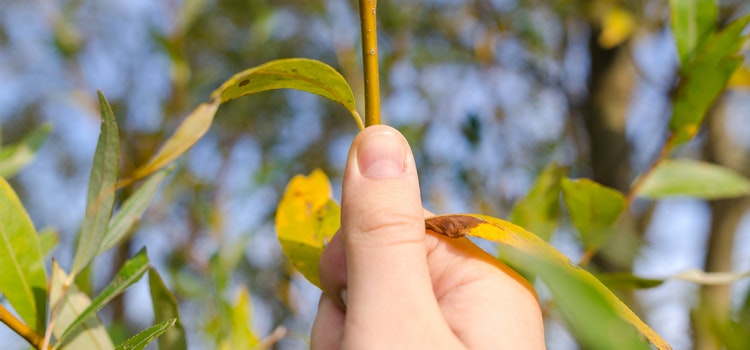 cultivar aguacate podar