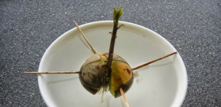 Germinar la planta cultivar aguacate