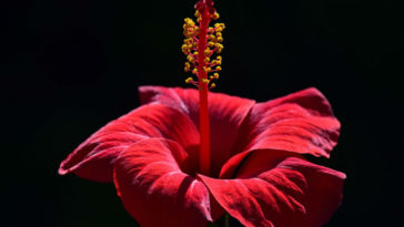 te de hibisco