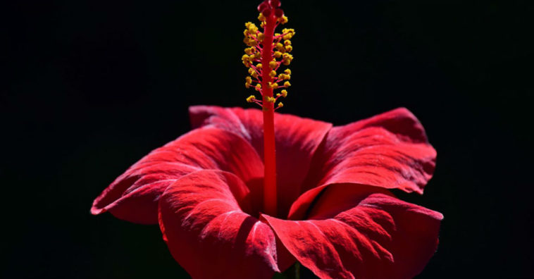 te de hibisco