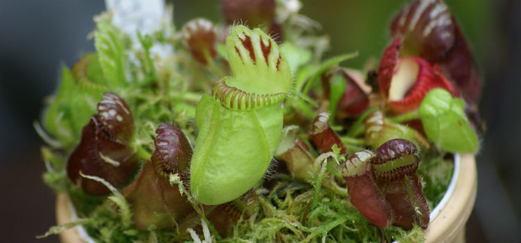 plantas carnívoras Cephalotus follicularis