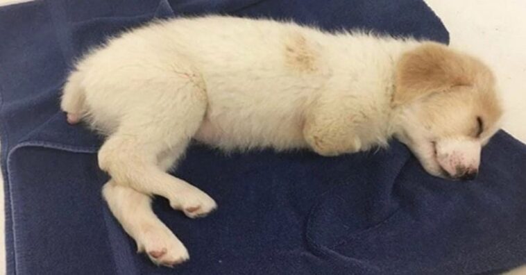 Abandonan a un perrito en la basura porque nació sin dos patitas