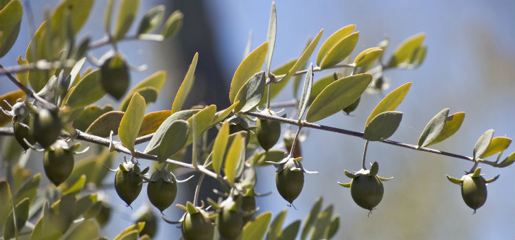 Aceite de jojoba 