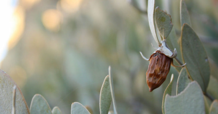 Aceite de jojoba