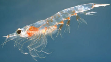 Aceite de krill