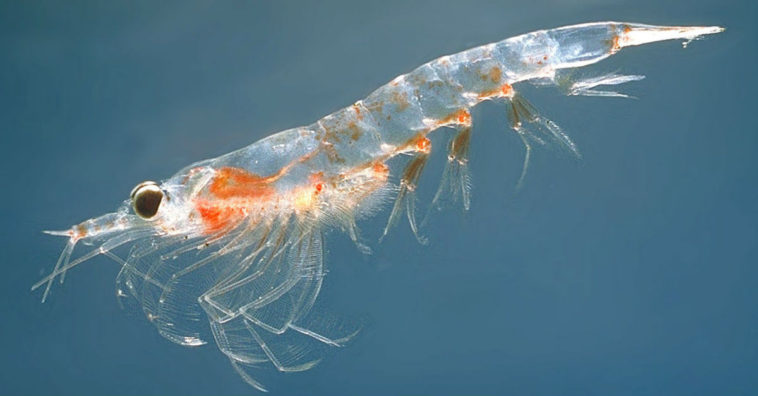 Aceite de krill