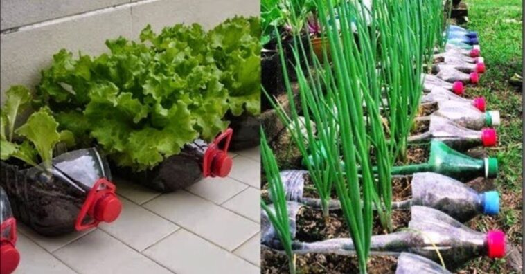 Alimentos que se pueden cultivar en botellas de plástico