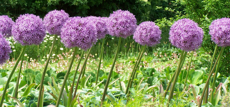 Allium