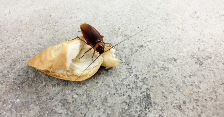 cucarachas transmiten enfermedades