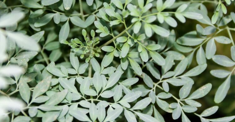 beneficios espirituales de la ruda
