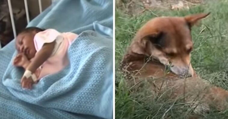 Perrita rescata a un bebé abandonado