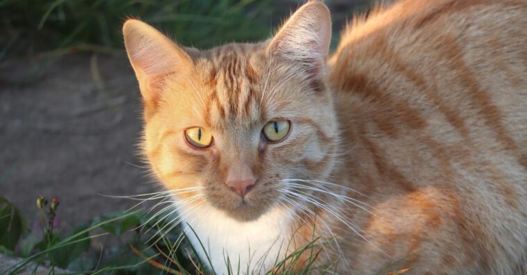Características acerca de los gatos naranjas