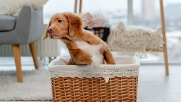 Cómo dejar feliz a tu perro cuando está solo en casa