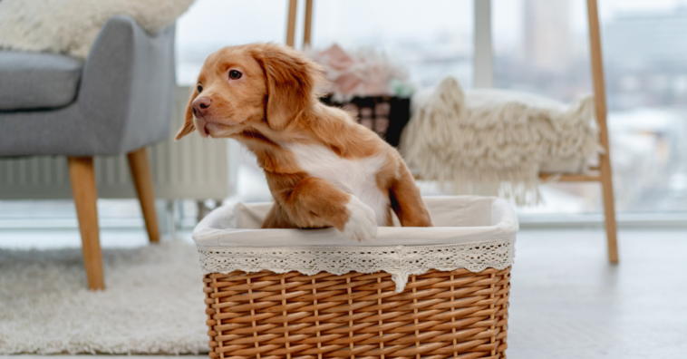 Cómo dejar feliz a tu perro cuando está solo en casa