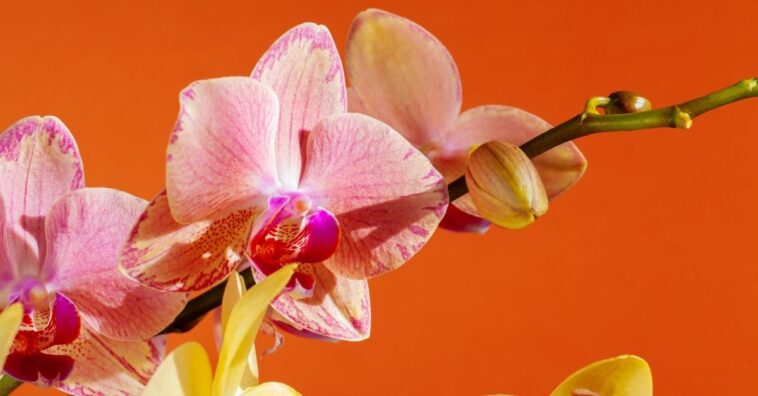 Cómo saber si la orquídea está realmente muerta