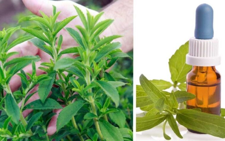 Cultivar stevia en casa