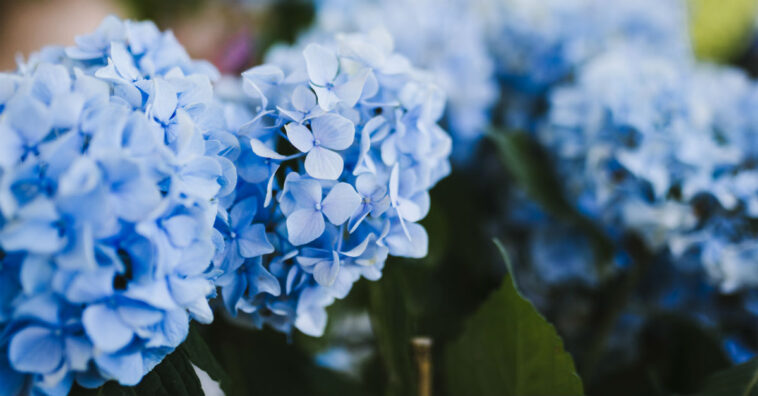 hortensias: 5 cuidados esenciales