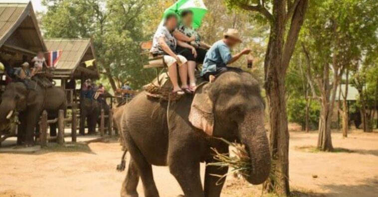 Dejan libres a 78 elefantes por falta de turistas que los monten