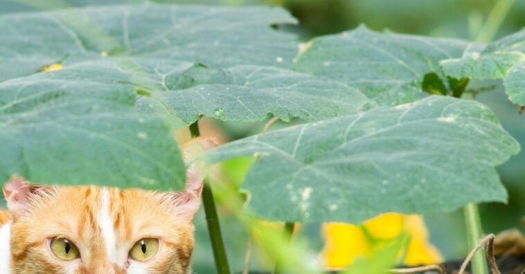 Desafío de los gatos ocultos