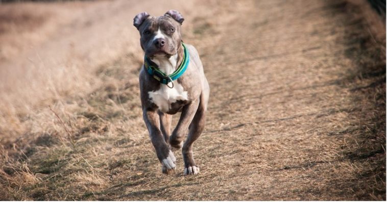 pitbulls que atacaron al ladrón