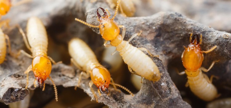 Eliminar termitas prevenir