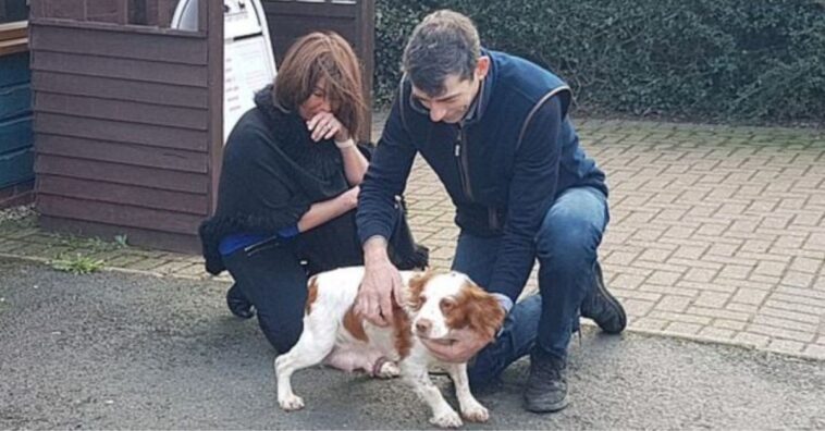 Emocionante reencuentro entre una familia y su perrita