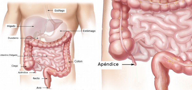 Extirpar el apendice puede reducir el riesgo de padecer de Parkinson apendice