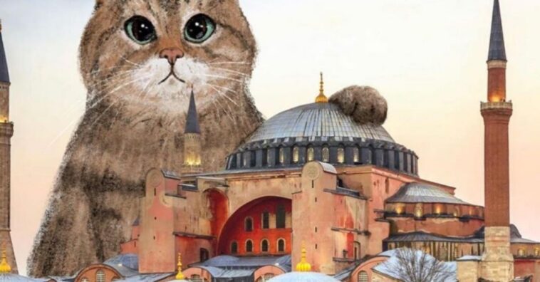 Fallece el gato más famoso de Estambul