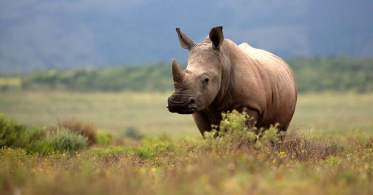Fallece la última rinoceronta de Sumatra