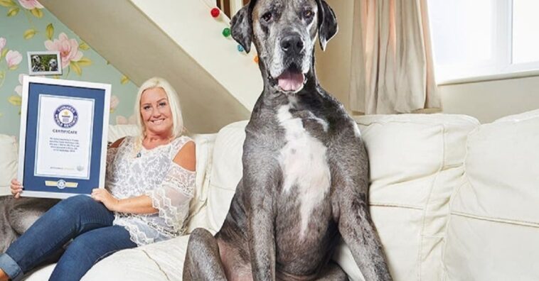 Falleció Freddy, el perro más grande del mundo