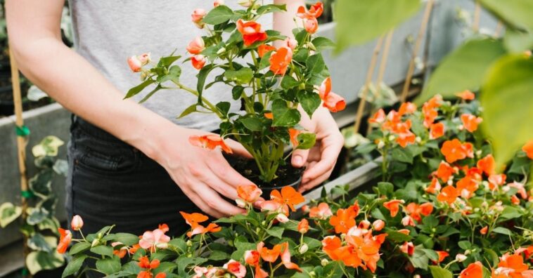 Flores fáciles de cuidar