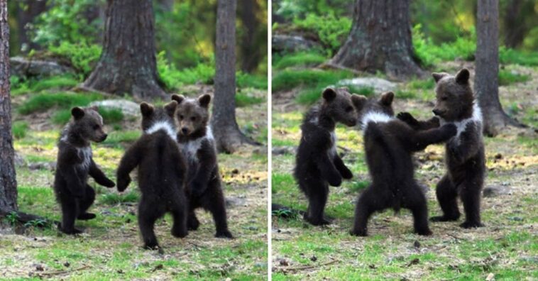 Fotografían a 3 osos bebés bailando en medio del bosque