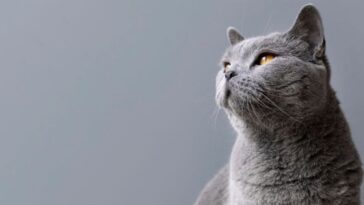 Gato solitario