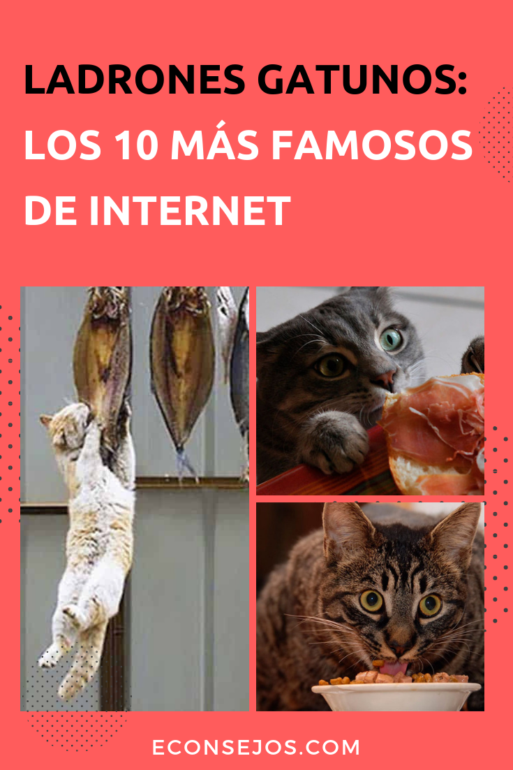 Gatos ladrones