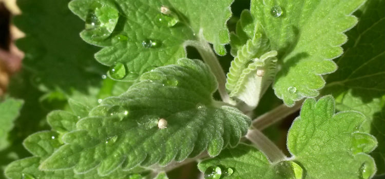 plantas antimosquitos