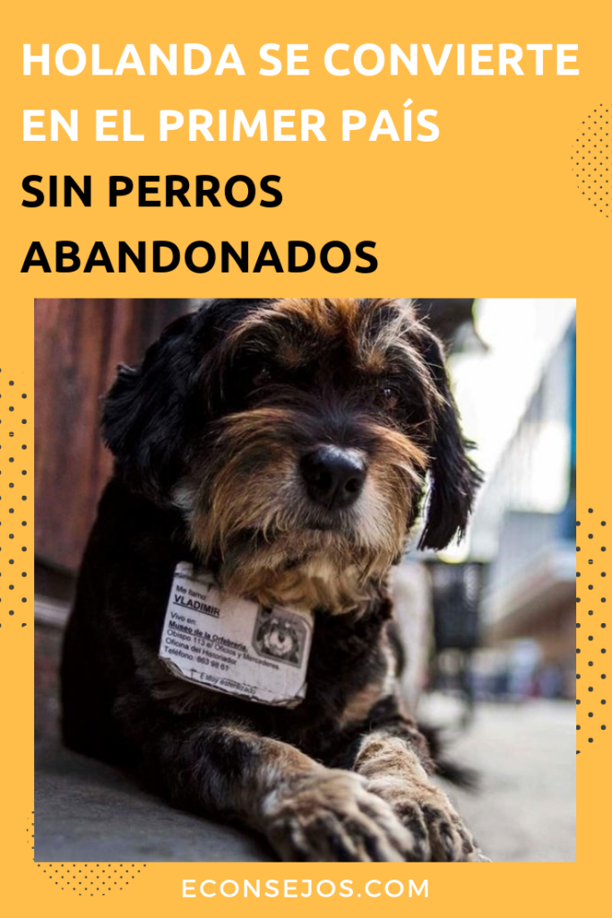 Holanda sin perros abandonados