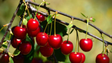 Las cerezas engordan