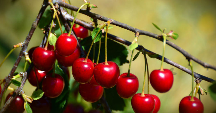 Las cerezas engordan