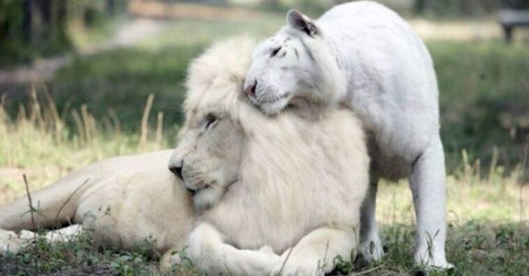 León blanco y una tigresa blanca tienen bebés