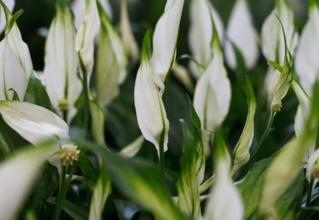 Flores fáciles de cuidar