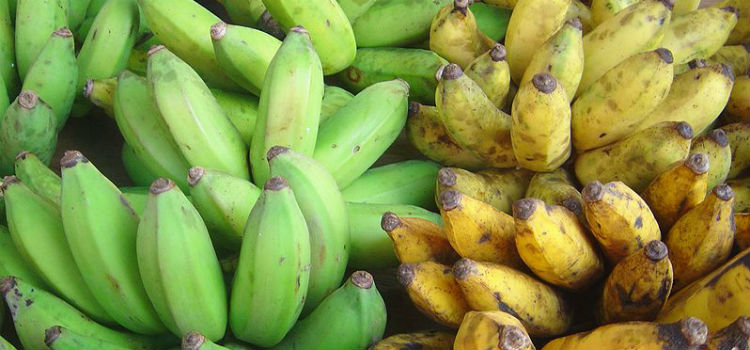 Madurar platanos 