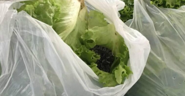 mujer encuentra una serpiente en una bolsa con una lechuga